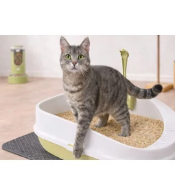 Miért válassz magasított macska alomtálcát? Előnyök és gyakorlati tanácsok